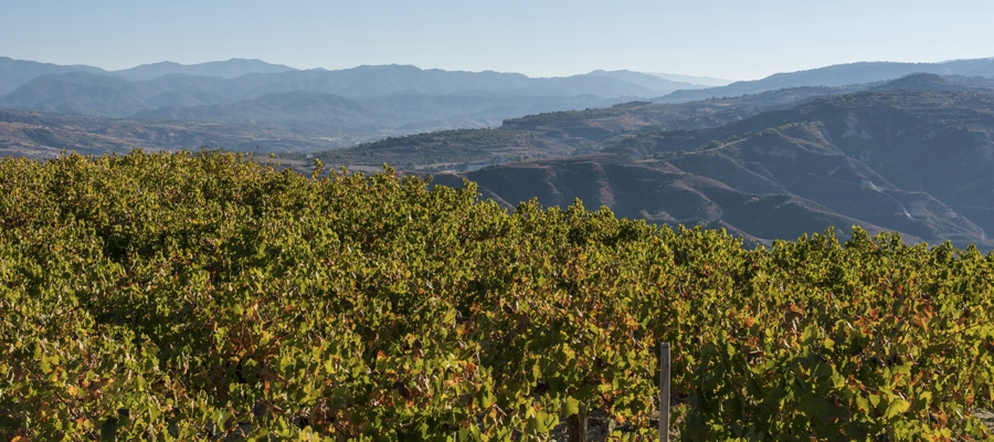 Laona - Akamas Wine Route image